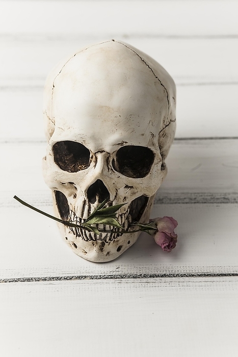 Skull with pink flower, by Oleksandr Latkun