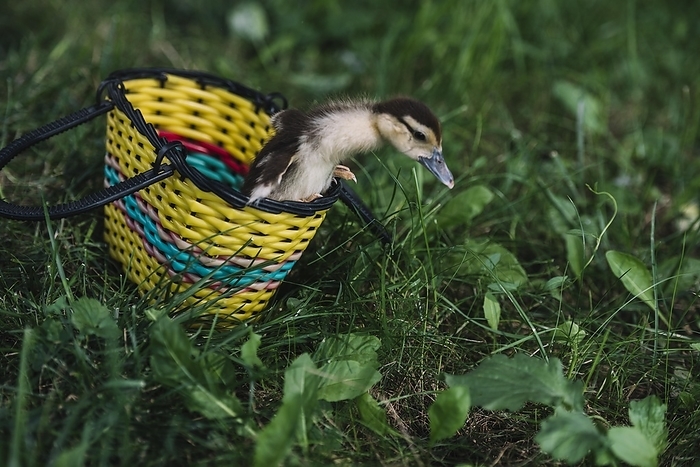 Duckling coming out from yellow basket green grass, by Oleksandr Latkun