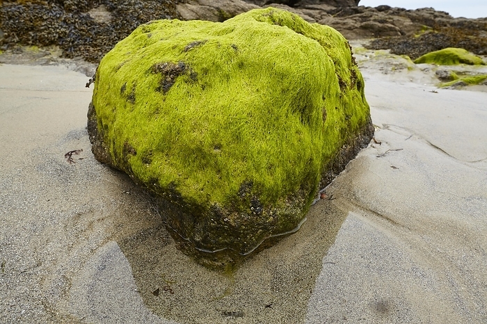 France Seaweed on a rock on the beach of Dinard, Ille et Vilaine, Brittany, France, Europe, by Olaf Schulz