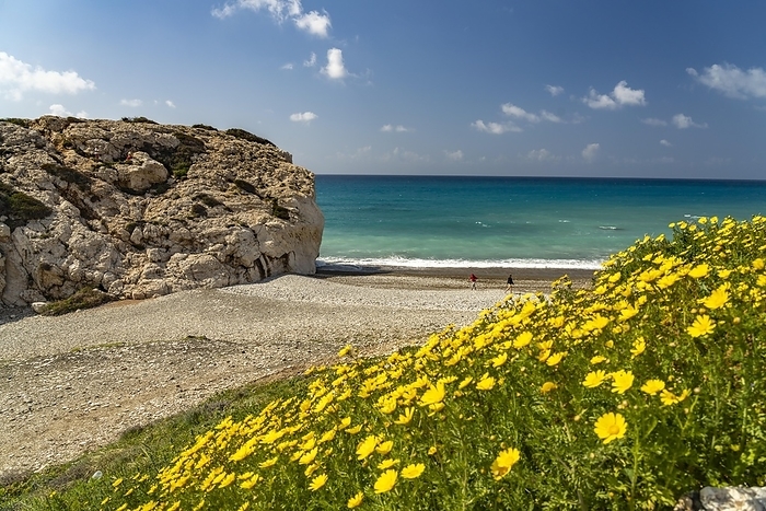 Cyprus Spring flowers on the beach of Petra tou Romiou, the Rock of Aphrodite in Kouklia near Paphos, Cyprus, Europe, by Peter Schickert