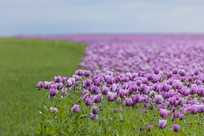 Poppy cultivation in Saxony, by Sylvio Dittrich