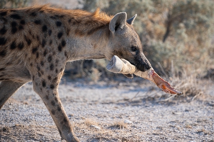 Namibia Hyena, Namibia, Africa, by Stefan Tschumi