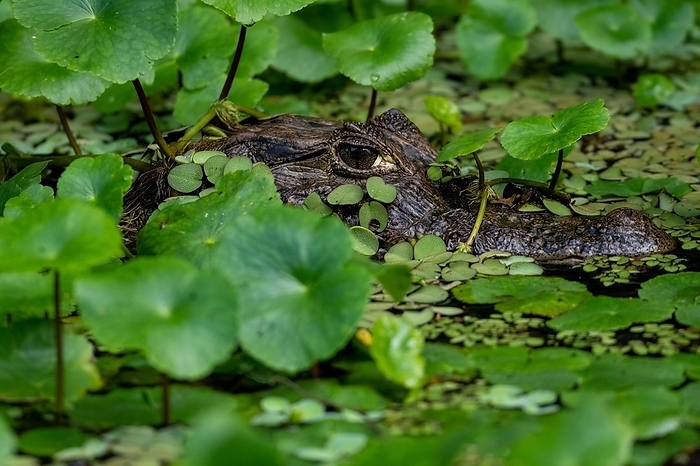 Caiman, Costa Rica, Central America, by Stefan Tschumi