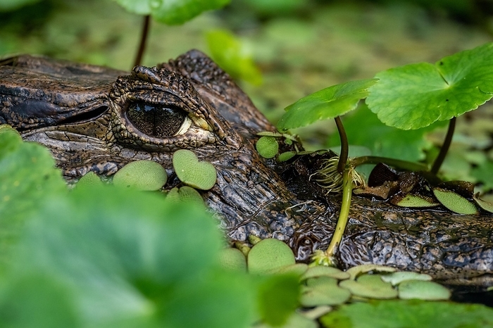 Caiman, Costa Rica, Central America, by Stefan Tschumi