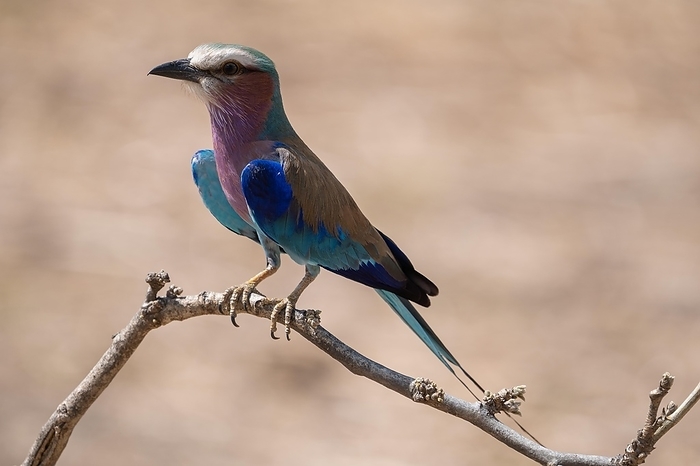 Botswana Bird, Botswana, Africa, by Stefan Tschumi