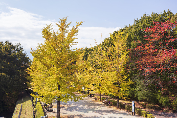 Ginkgo Biloba trees in Chichibu Muse Park, Saitama, Japan