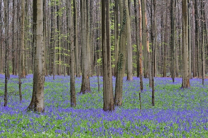 Bluebells (Endymion nonscriptus) in beech (Fagus sylvatica) woodland, Hallerbos, Belgium, Europe, by alimdi / Arterra