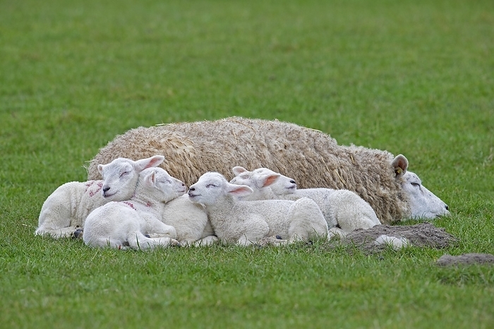 Domestic sheep ewe with five white lambs sleeping huddled together in field, pasture, by alimdi / Arterra