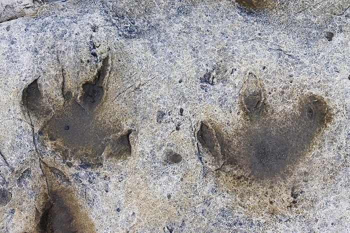 Norway Ornithopod footprints in sandstone at the Lower Cretaceous dinosaur tracksite at Boltodden, Kvalvagen, Svalbard, Spitsbergen, Norway, Europe, by alimdi   Arterra   Sven Erik Arndt