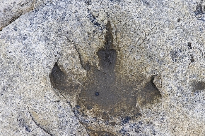 Norway Ornithopod footprint in sandstone at the Lower Cretaceous dinosaur tracksite at Boltodden, Kvalvagen, Svalbard, Spitsbergen, Norway, Europe, by alimdi   Arterra   Sven Erik Arndt