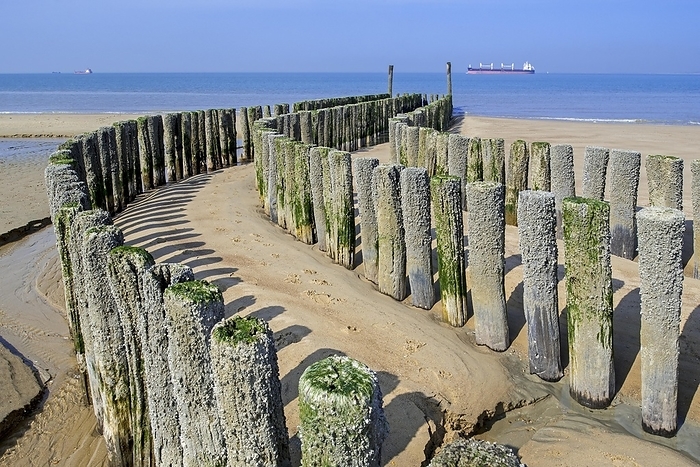 The Netherlands Wooden poles of groyne, breakwater to avoid beach erosion along North Sea coast at Nieuwvliet, Zeeland, the Netherlands, by alimdi   Arterra   Philippe Cl ment