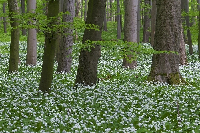 Wood garlic, ramsons, wild garlic (Allium ursinum) flowering in beech forest in spring, by alimdi / Arterra / Sven-Erik Arndt