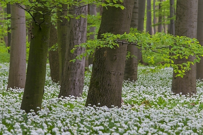 Wood garlic, ramsons, wild garlic (Allium ursinum) flowering in beech forest in spring, by alimdi / Arterra / Sven-Erik Arndt