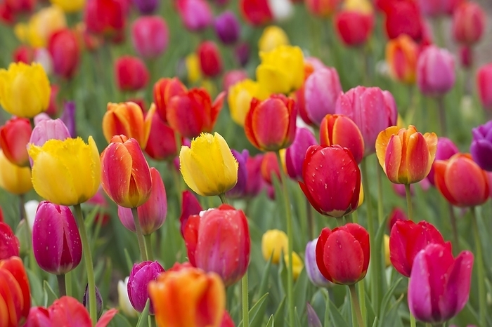 Field with colourful tulips (Tulipa) in flower in spring, by alimdi / Arterra / Sven-Erik Arndt