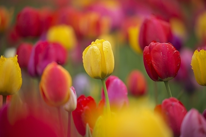 Field with colourful tulips (Tulipa) in flower in spring, by alimdi / Arterra / Sven-Erik Arndt