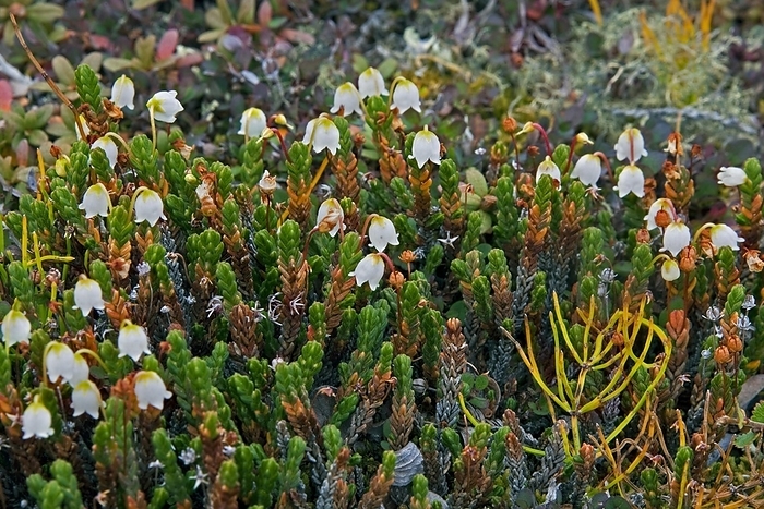 Clubmoss mountain heather, Moss bell heather (Cassiope hypnoides), Disko-Bay, Greenland, North America, by alimdi / Arterra / Sven-Erik Arndt