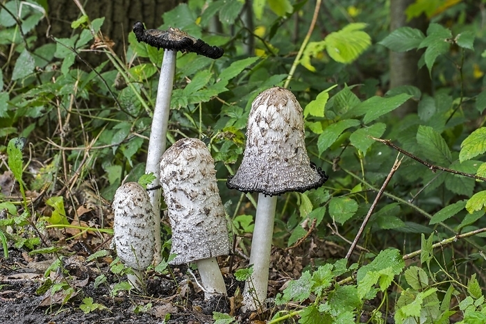 Oxyopes sertatus  species of lynx spider  Shaggy ink cap  Coprinus comatus , lawyer s wig, shaggy mane showing different growth stages in forest in autumn, fall, by alimdi   Arterra   Philippe Cl ment
