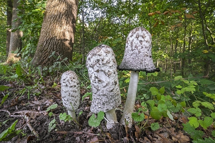 Oxyopes sertatus  species of lynx spider  Shaggy ink cap  Coprinus comatus , lawyer s wig, shaggy mane showing different growth stages in forest in autumn, fall, by alimdi   Arterra   Philippe Cl ment