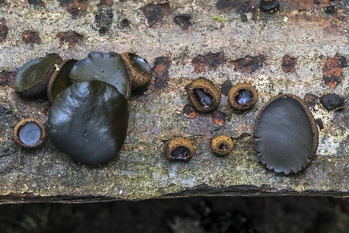 Black bulgar (Bulgaria inquinans), black jelly drops fungi growing on bark of felled tree showing different growth stages in autumn forest, by alimdi / Arterra / Philippe Clément