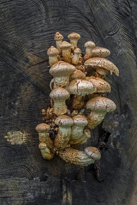 Wood-rotting scalycap, destructive pholiota, poplar pholiota (Pholiota populnea) (Hemipholiota populnea) growing on felled tree in autumn forest, by alimdi / Arterra / Philippe Clément