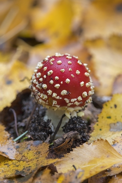 Fly agaric (Amanita muscaria), fly amanita early stage of mushroom emerging among fallen autumn leaves on the forest floor showing white veil patches, by alimdi / Arterra / Sven Erik Arndt