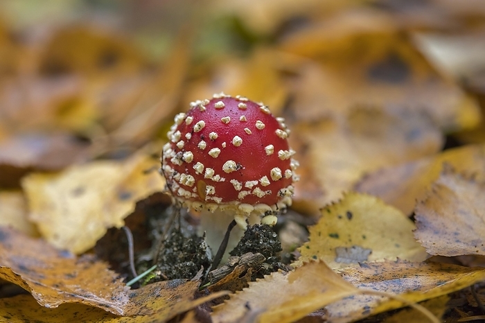 Fly agaric (Amanita muscaria), fly amanita early stage of mushroom emerging among fallen autumn leaves on the forest floor showing white veil patches, by alimdi / Arterra / Sven Erik Arndt