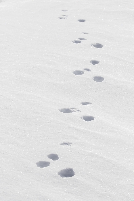 alpine hare Close up footprints in the snow of mountain hare  Lepus timidus , Alpine hare, snow hare in winter, by alimdi   Arterra   Sven Erik Arndt