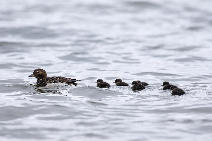 Iceland Long tailed duck  Clangula hyemalis  female swimming in sea with ducklings in summer, Iceland, Europe, by alimdi   Arterra   Sven Erik Arndt