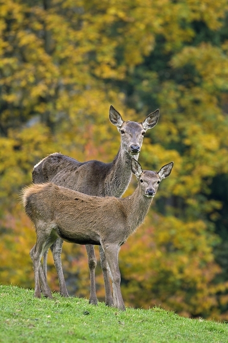 red deer  Cervus elaphus  Red deer  Cervus elaphus  hind with calf foraging in meadow at forest edge in autumn, fall, by alimdi   Arterra   Sven Erik Arndt