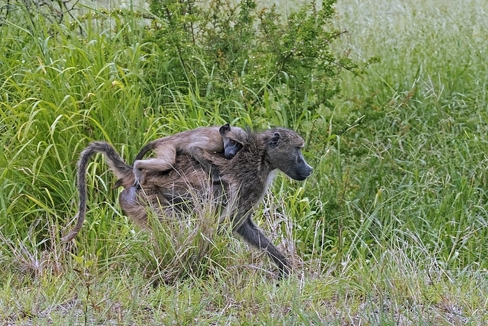 Chacma baboon  Papio ursinus  Chacma baboon  Papio ursinus , Cape baboon female walking on the savanna with young on her back in the Kruger National Park, Mpumalanga, South Africa, Africa, by alimdi   Arterra   Marica van der Meer