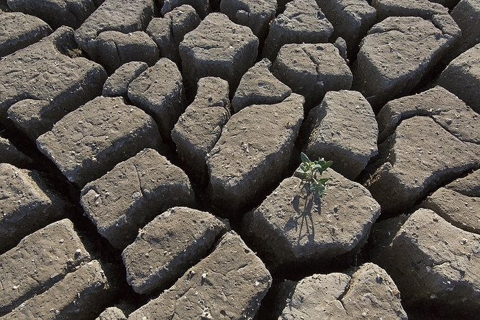 New shoot of plant in dry cracked clay mud in dried up lake bed, riverbed caused by prolonged drought in summer in hot weather temperatures, by alimdi / Arterra / Sven-Erik Arndt