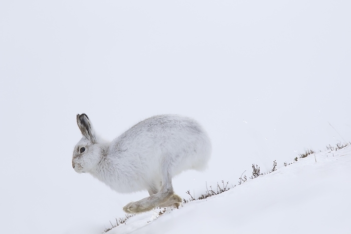 alpine hare Mountain hare  Lepus timidus , Alpine hare, snow hare in winter pelage running in the snow down mountain slope, by alimdi   Arterra   Sven Erik Arndt