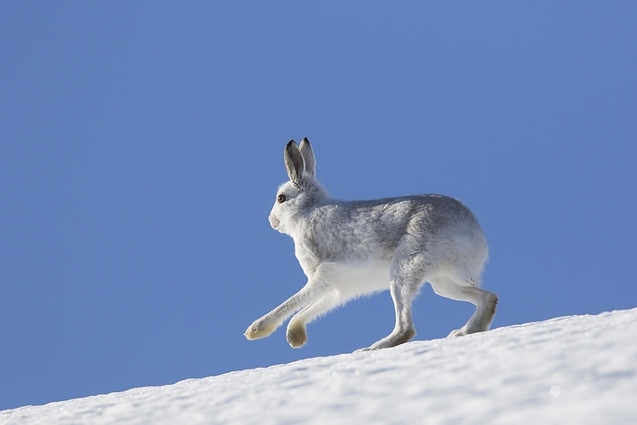 alpine hare Mountain hare  Lepus timidus , Alpine hare, snow hare in winter pelage running in the snow down mountain slope, by alimdi   Arterra   Sven Erik Arndt