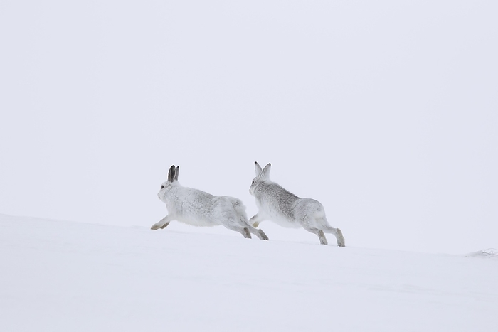 alpine hare Mountain hare  Lepus timidus , Alpine hares, snow hare male in white winter pelage chasing female in the snow, by alimdi   Arterra   Sven Erik Arndt