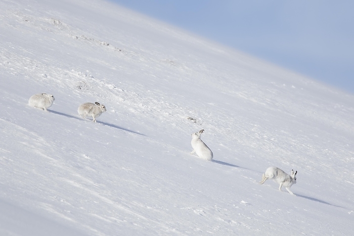 alpine hare Four mountain hares  Lepus timidus , Alpine hare, snow hare group in white winter pelage sitting in the snow, by alimdi   Arterra   Sven Erik Arndt