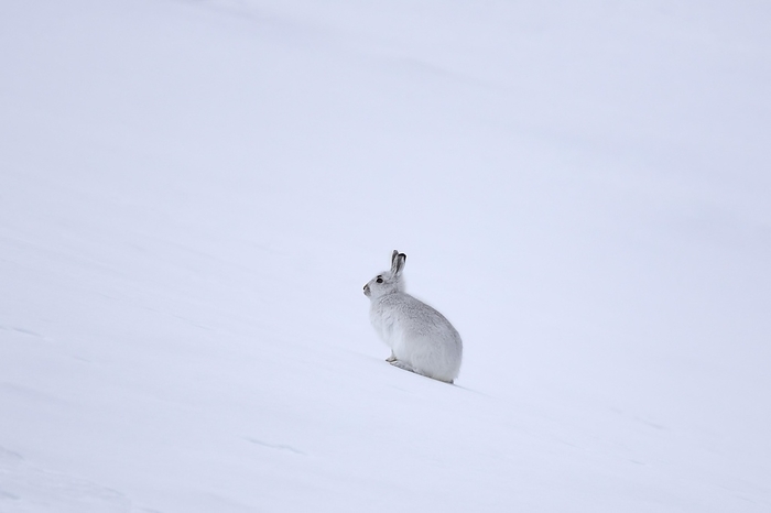 alpine hare Mountain hare  Lepus timidus , Alpine hare, snow hare in white winter pelage in the Scottish Highlands, Scotland, UK, by alimdi   Arterra   Sven Erik Arndt
