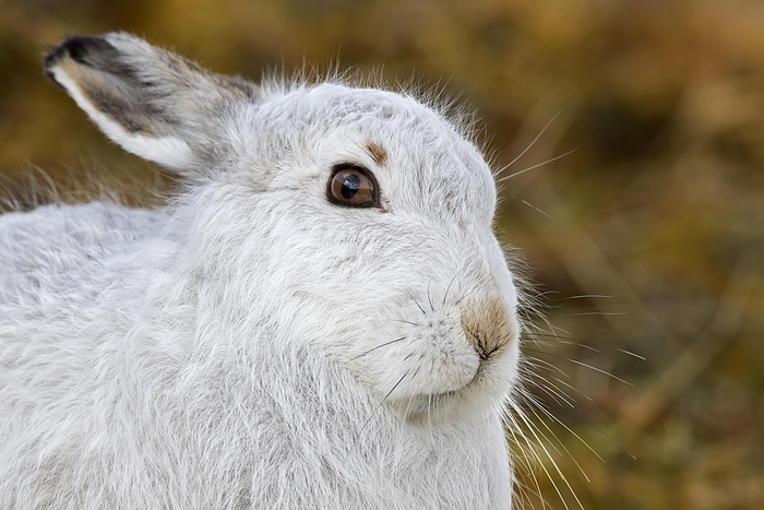 alpine hare Close up portrait of mountain hare  Lepus timidus , Alpine hare, snow hare in white winter pelage, Cairngorms NP, Scotland, UK, by alimdi   Arterra   Sven Erik Arndt
