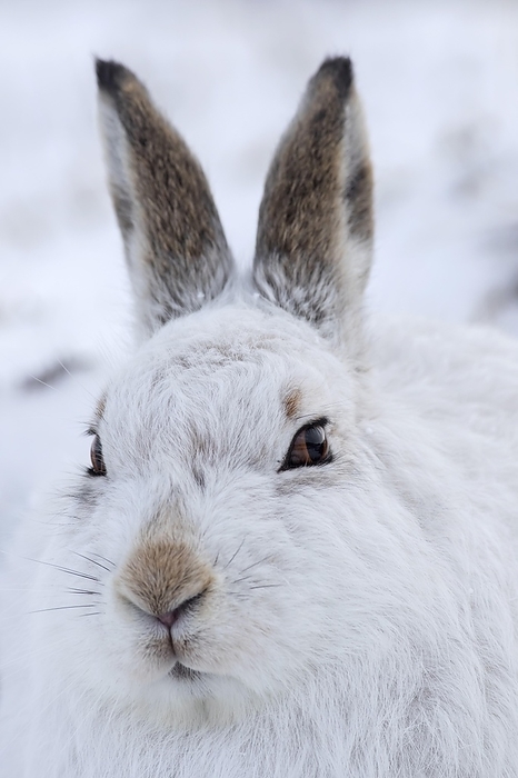 alpine hare Close up portrait of mountain hare  Lepus timidus , Alpine hare, snow hare in white winter pelage sitting in the snow, Cairngorms NP, Scotland, UK, by alimdi   Arterra   Sven Erik Arndt