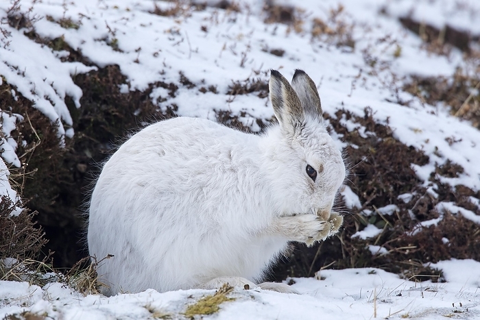 alpine hare Mountain hare  Lepus timidus , Alpine hare, snow hare in white winter pelage grooming fur, by alimdi   Arterra   Sven Erik Arndt