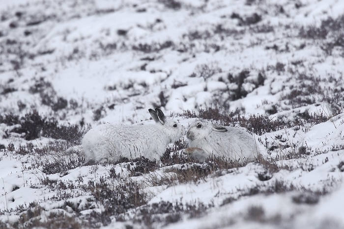 alpine hare Mountain hare  Lepus timidus  couple, Alpine hare, snow hares in white winter pelage on hillside, Cairngorms NP, Scotland, UK, by alimdi   Arterra   Sven Erik Arndt