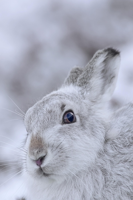 alpine hare Close up portrait of mountain hare  Lepus timidus , Alpine hare, snow hare in white winter pelage sitting in the snow, Cairngorms NP, Scotland, UK, by alimdi   Arterra   Sven Erik Arndt