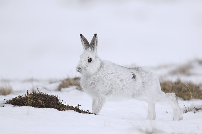 alpine hare Mountain hare  Lepus timidus , Alpine hare, snow hare in white winter pelage stretching limbs in the Scottish Highlands, Scotland, UK, by alimdi   Arterra   Sven Erik Arndt