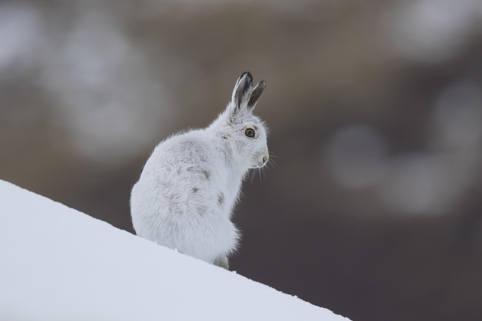 alpine hare Mountain hare  Lepus timidus , Alpine hare, snow hare in white winter pelage in the Scottish Highlands, Scotland, UK, by alimdi   Arterra   Sven Erik Arndt
