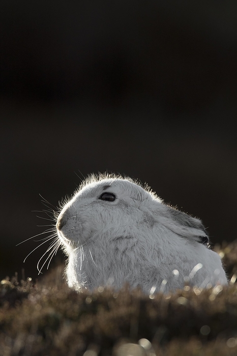 alpine hare Close up of mountain hare  Lepus timidus , Alpine hare, snow hare in white winter pelage resting in moorland, heathland in spring, by alimdi   Arterra   Sven Erik Arndt