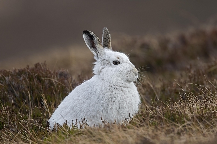 alpine hare Close up of mountain hare  Lepus timidus , Alpine hare, snow hare in white winter pelage sitting in moorland, heathland in spring, by alimdi   Arterra   Sven Erik Arndt