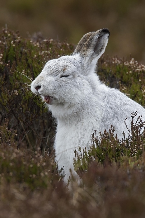 alpine hare Close up of mountain hare  Lepus timidus , Alpine hare, snow hare in white winter pelage yawning in moorland, heathland in spring, by alimdi   Arterra   Sven Erik Arndt