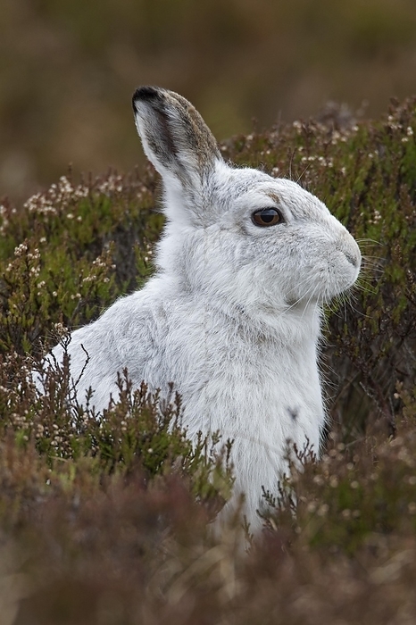 alpine hare Close up of mountain hare  Lepus timidus , Alpine hare, snow hare in white winter pelage sitting in moorland, heathland in spring, by alimdi   Arterra   Sven Erik Arndt