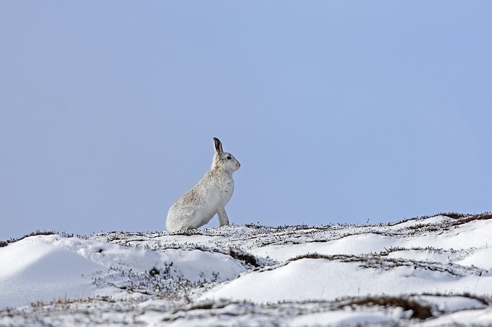alpine hare Mountain hare  Lepus timidus , Alpine hare in white winter pelage foraging in snow covered moorland in the Cairngorms NP in spring, Scotland, UK, by alimdi   Arterra   Sven Erik Arndt