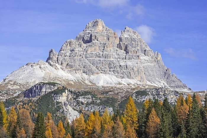 Italy Southside of the mountain Drei Zinnen, Tre Cime di Lavaredo and larch trees in the Tre Cime Natural Park in autumn, Dolomites, South Tyrol, Italy, Europe, by alimdi   Arterra   Philippe Cl ment