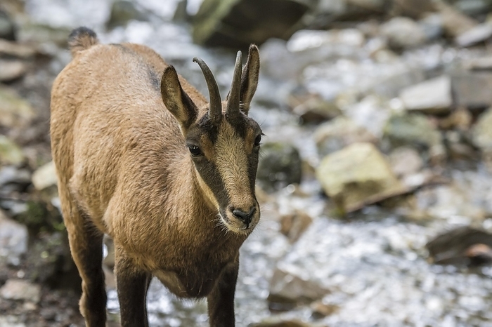Pyrenean chamois  Chamois pyrenaica  Pyrenean chamois  Rupicapra pyrenaica  foraging along stream in the Pyrenees, by alimdi   Arterra   Philippe Cl ment
